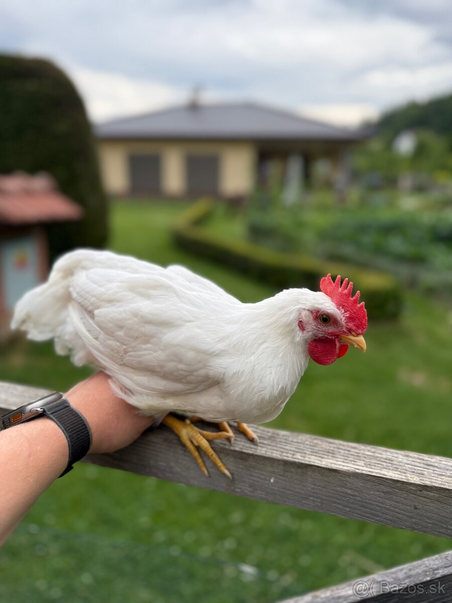 Predám kohútov Leghorn