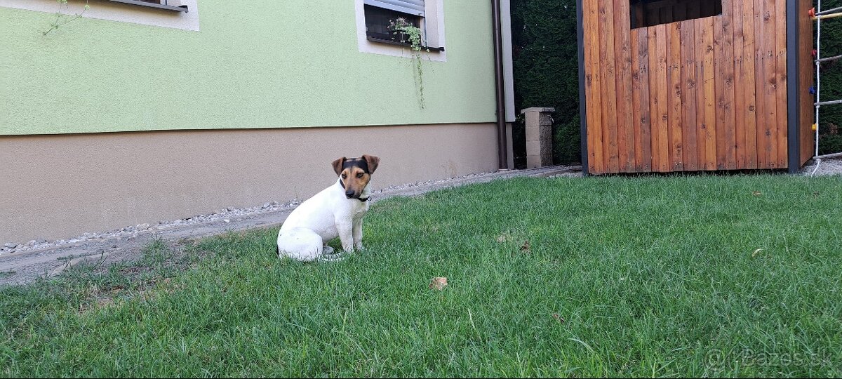Jack russel terier 2 rocny