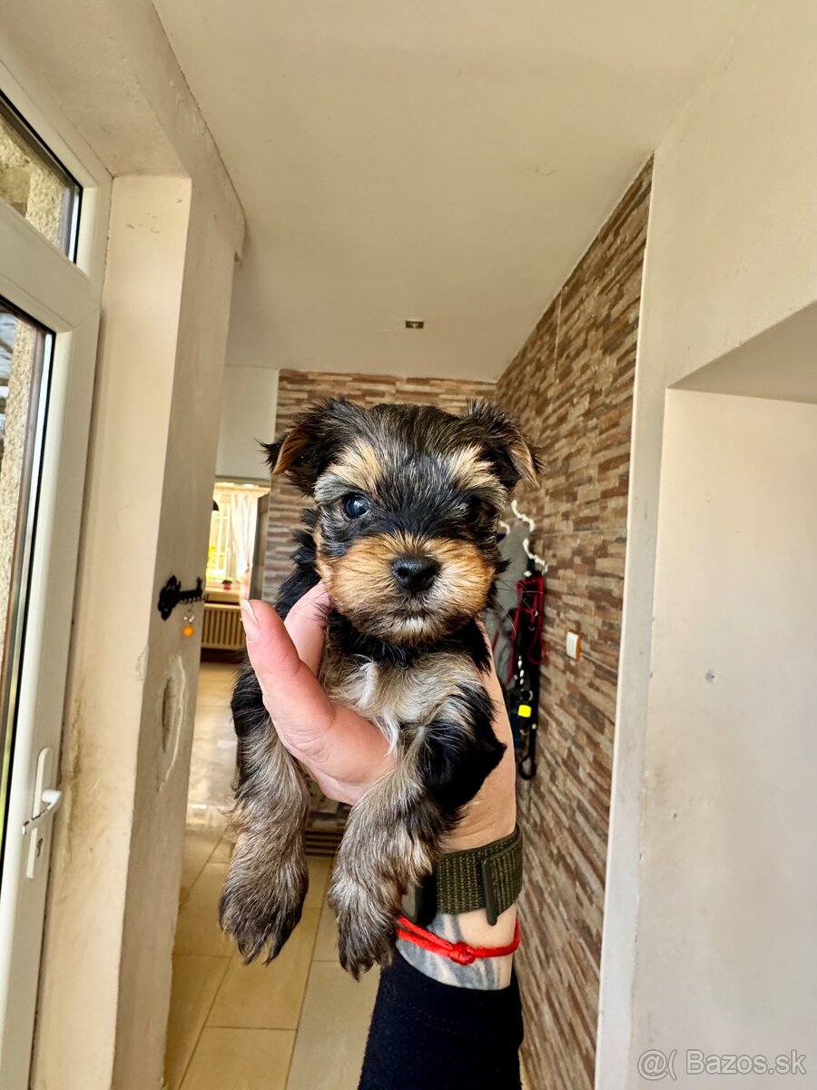 Yorkshire terrier