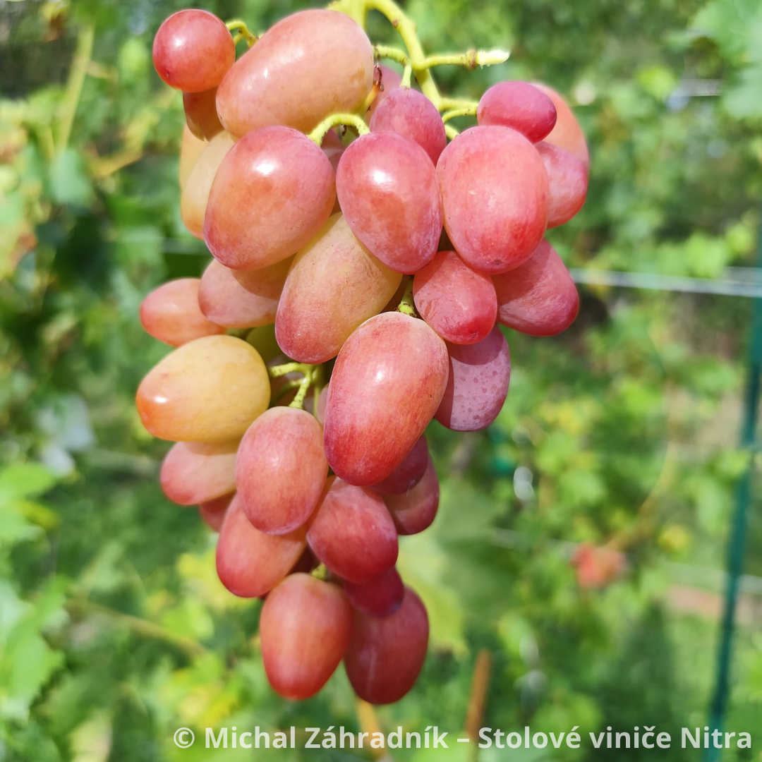 Stolový vinič - stolové hrozno sadenice viniča
