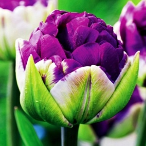 Tulipán Ledový Negrita Double 5 ks cibulek