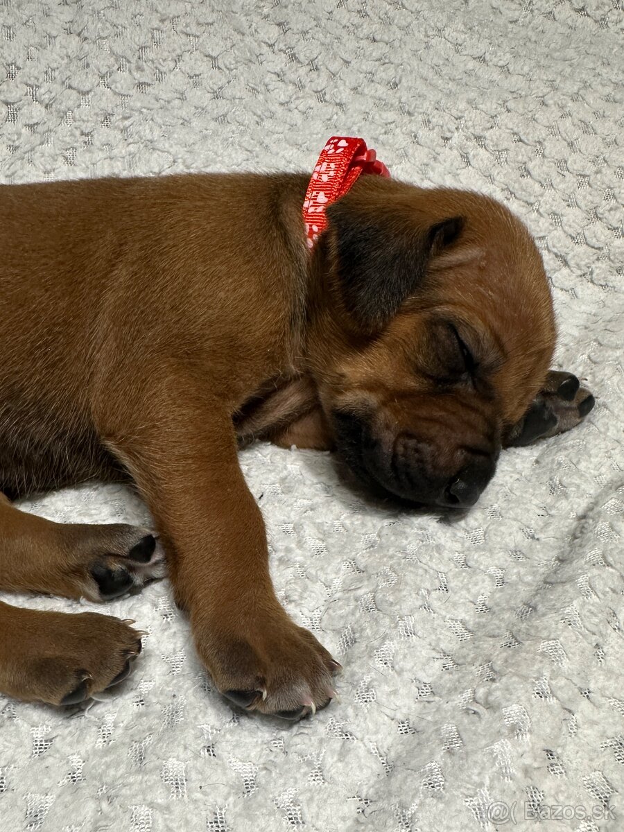 Rhodesian Ridgeback s preukazom pôvodu