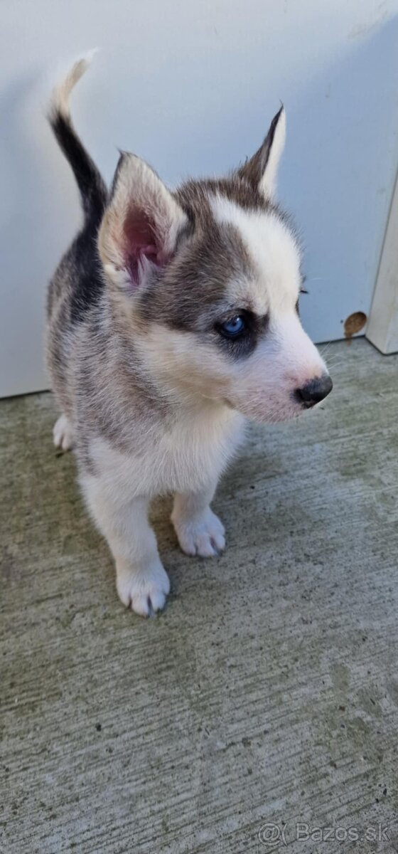 Steniatka husky