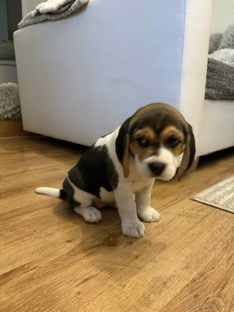 Beagle, bígel, bígl