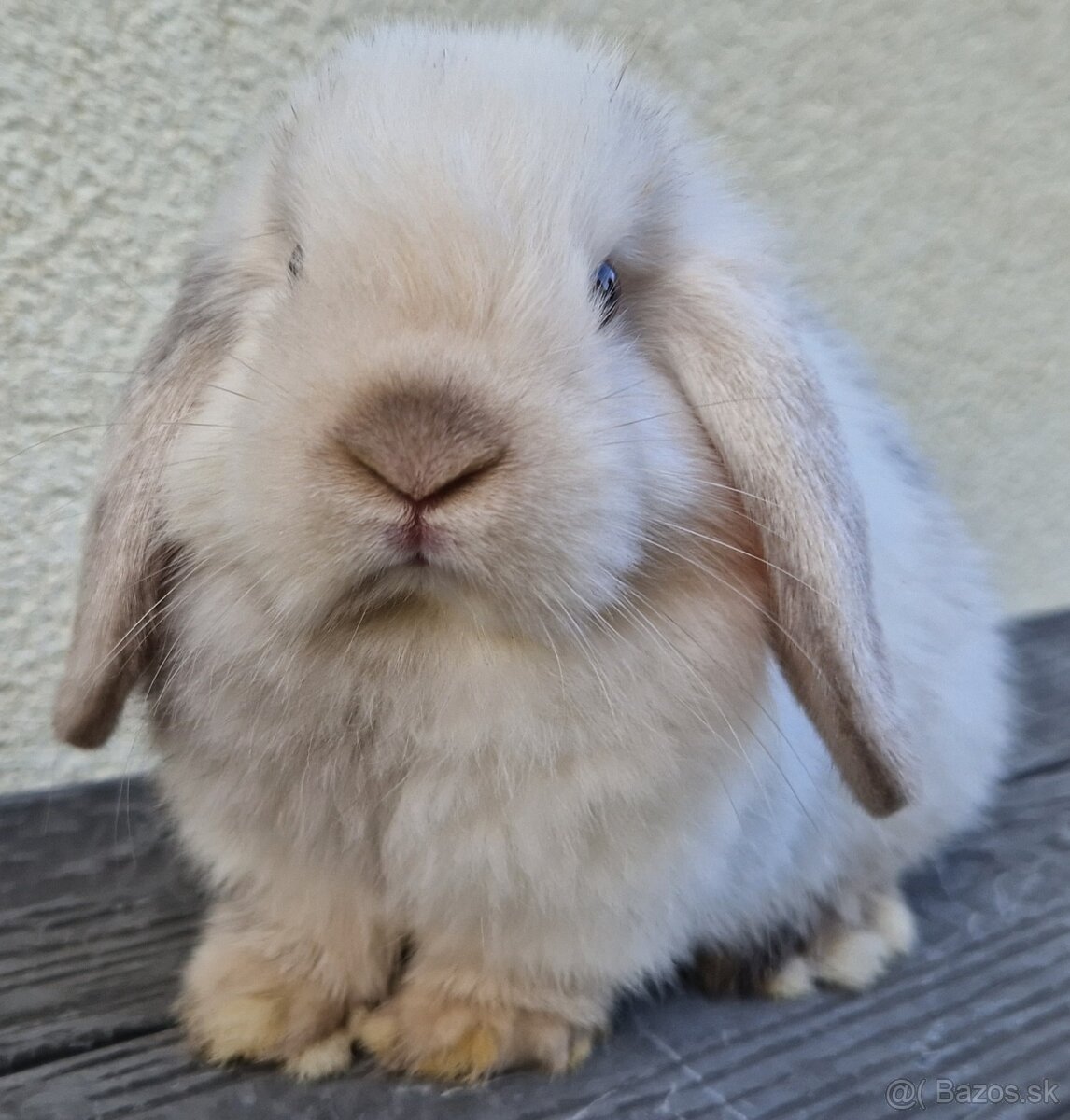 Mláďatko - Minilop zakrslý baranček