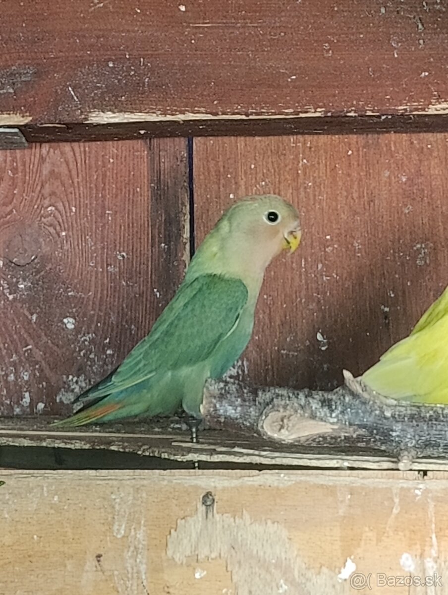 Agapornis ružovohrdly