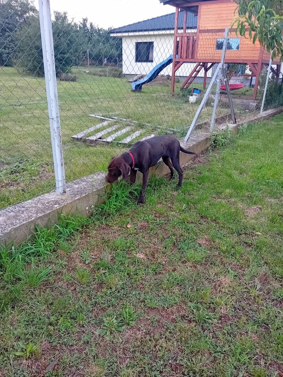 Zvieratá