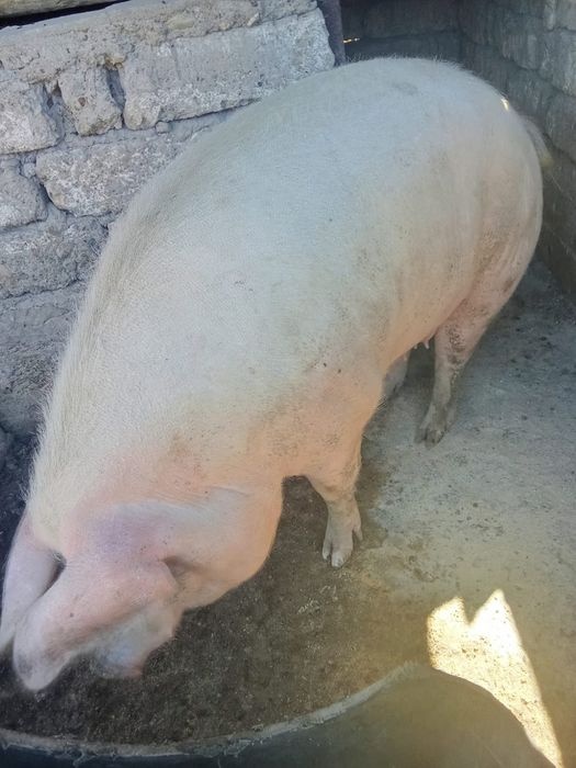 Predám 200kg PRASA
