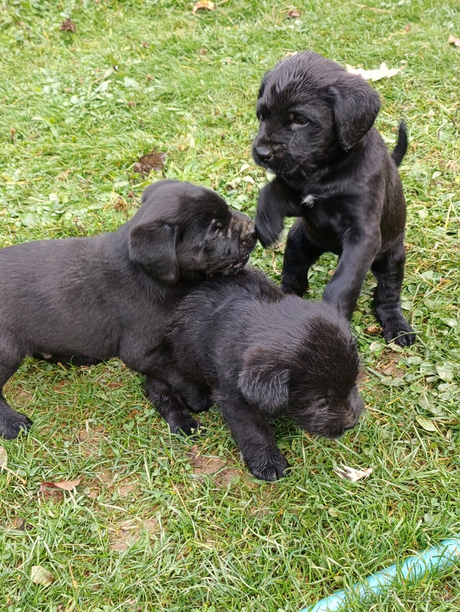 Darujem roztomilé miešané šteniatka♥️🐕