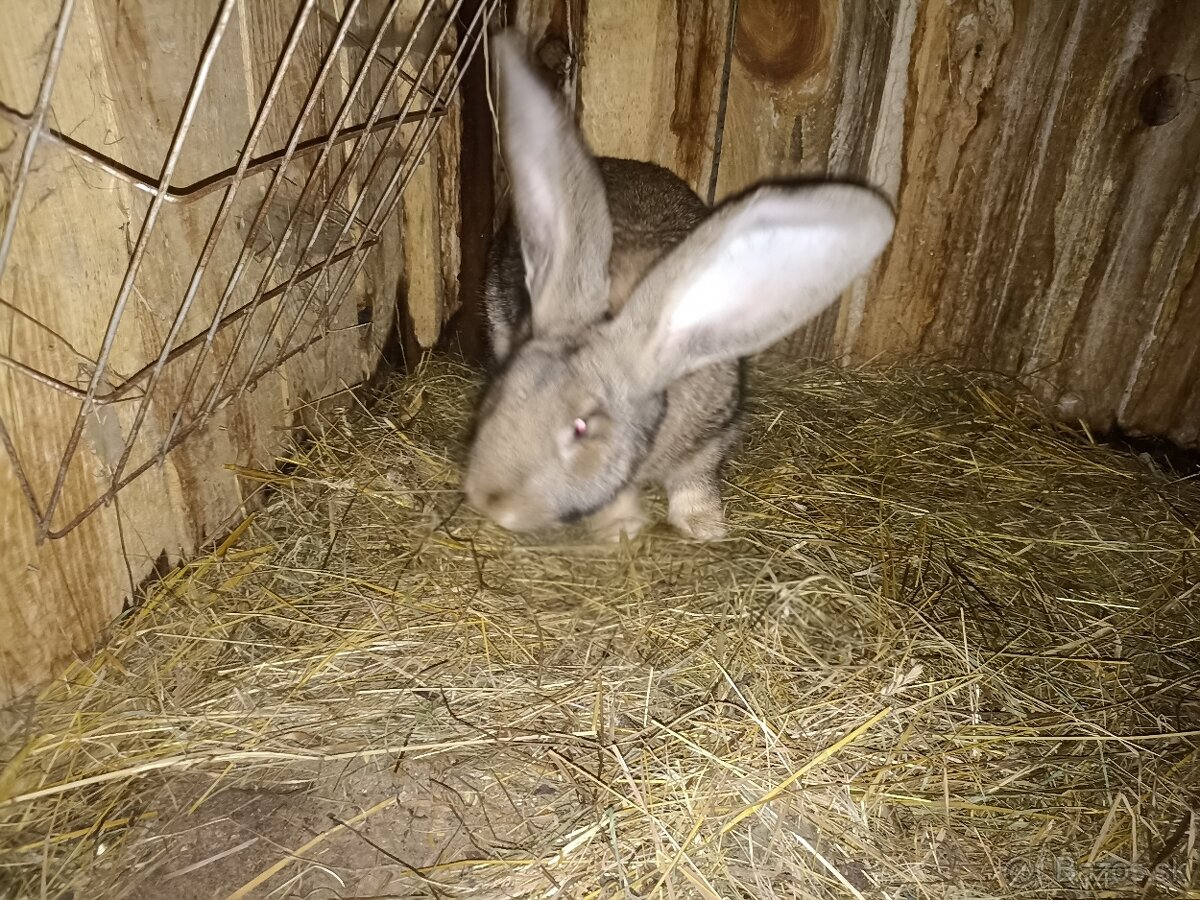 Belgický obor  divoký