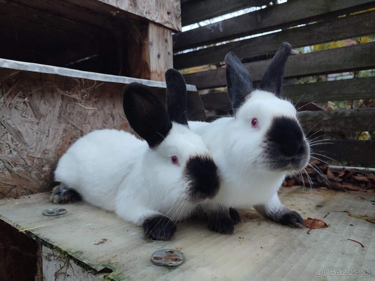Kalifornský černý - tetované samice s PP