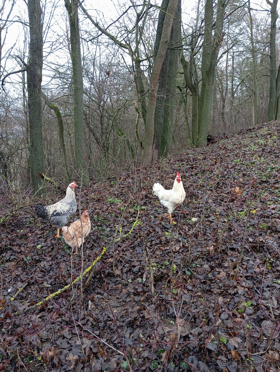 Predám 5 mesačnych kohútikov.