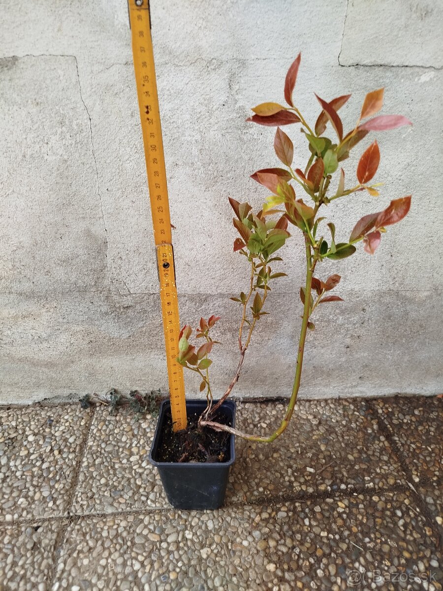 Čučoriedka kanadská