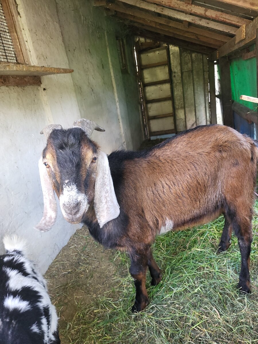 Kozička a capko