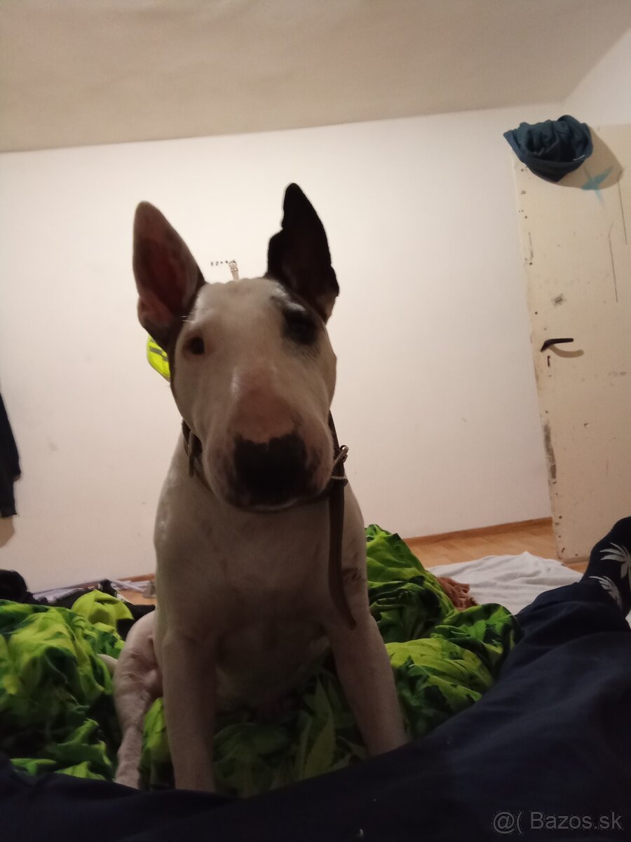 Bulterier