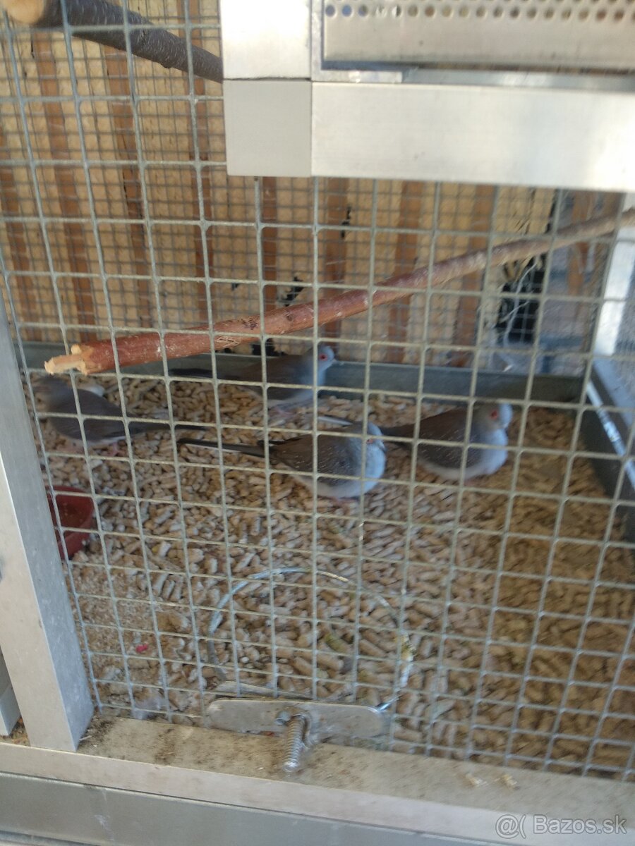 Predám holúbky diamantové