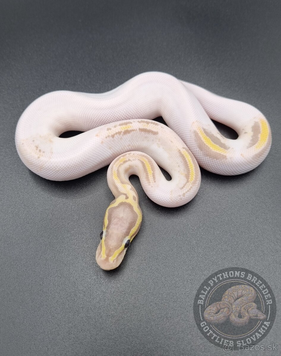 Ball Python- Python Regius