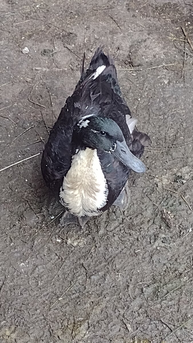 Kačky