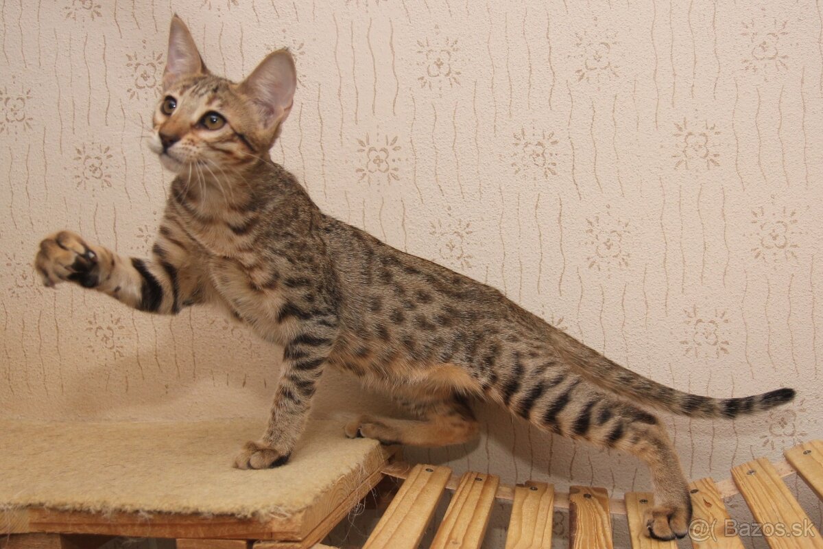 Savannah maciatka F5