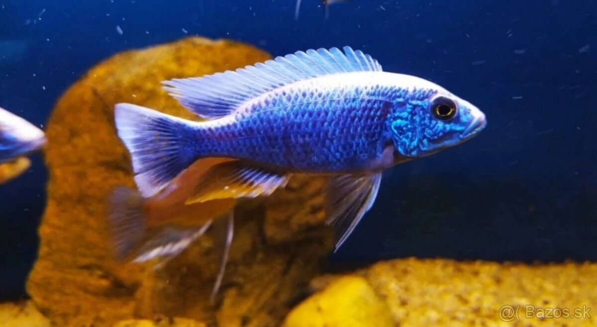 Predám Sciaenochromis fryeri a Lab. Yellow