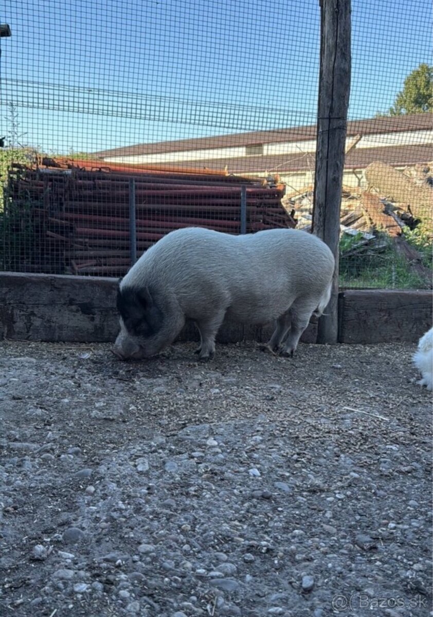 Darujem gottingenske prasa