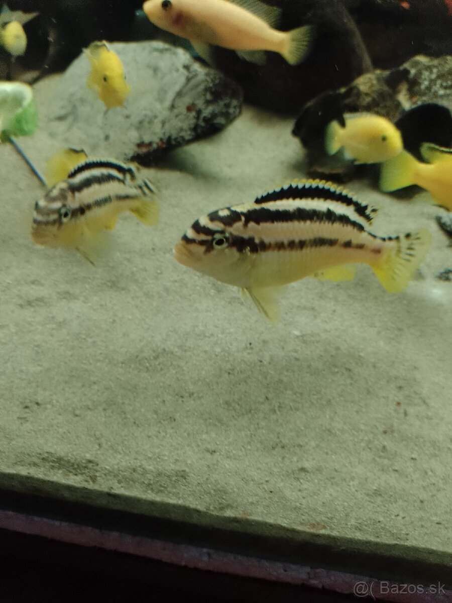 Melanochromis auratus.