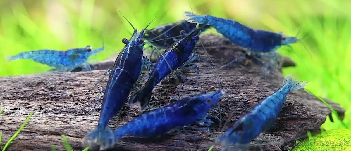 Trpaslíčie krevety blue dream