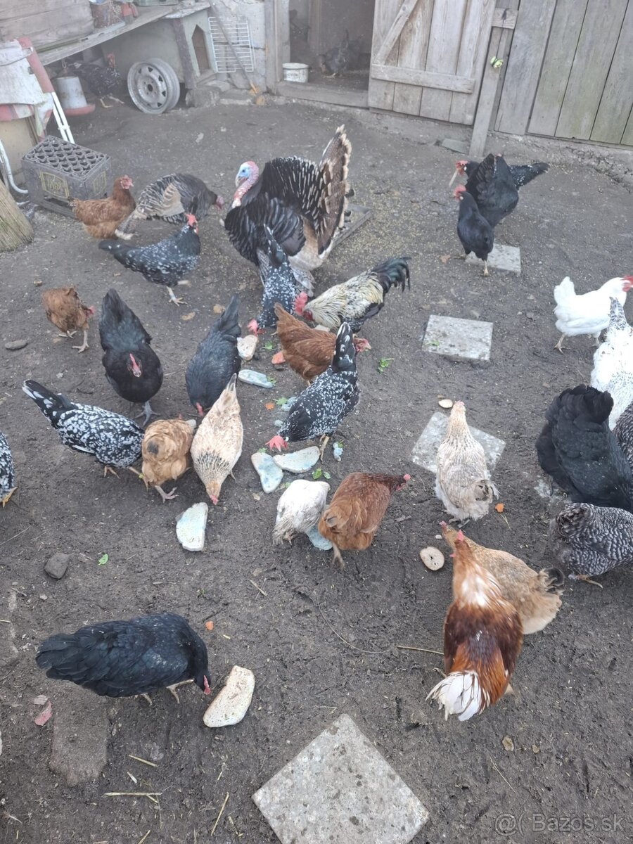 Predam sliepky, morku a moriaka.