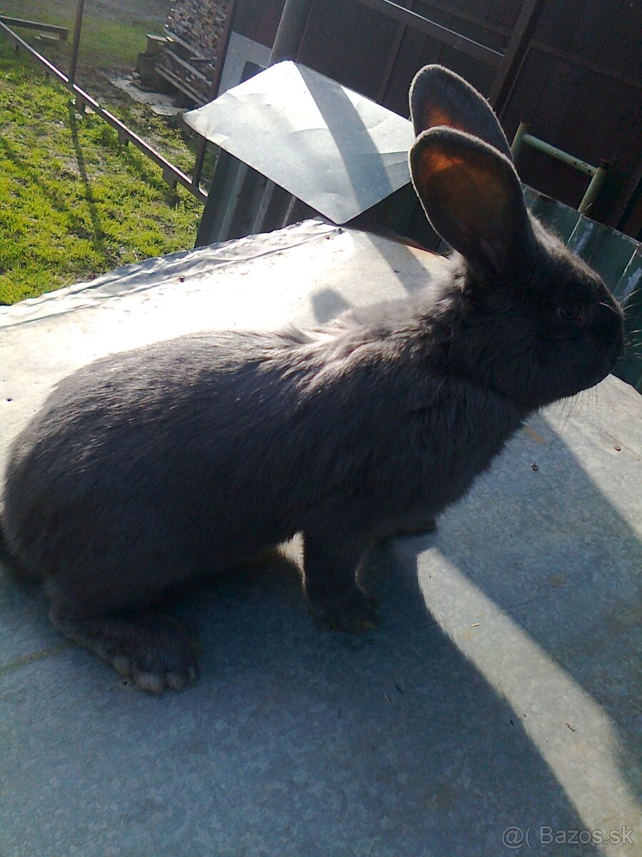 Krížene samece na predaj