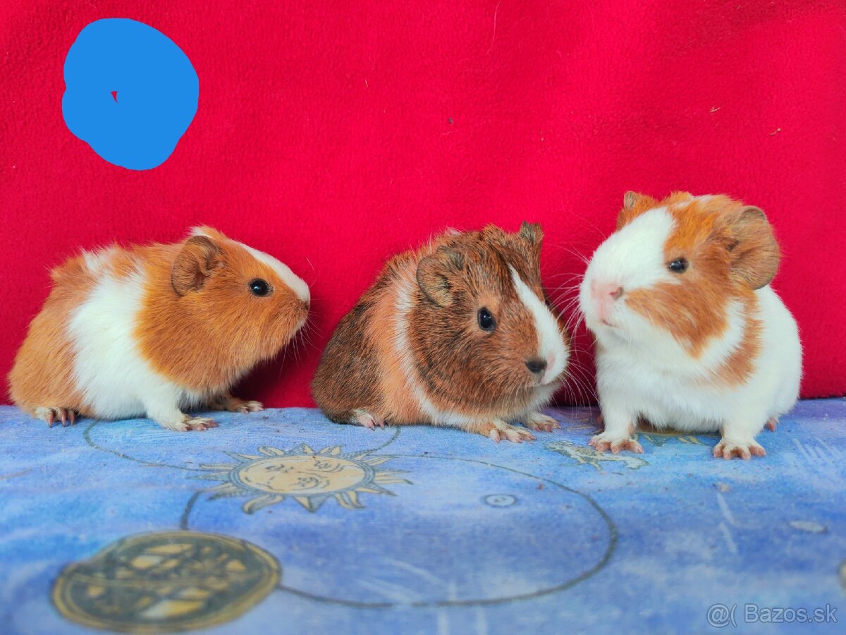Morské prasiatka, morča, morčatá 🐹