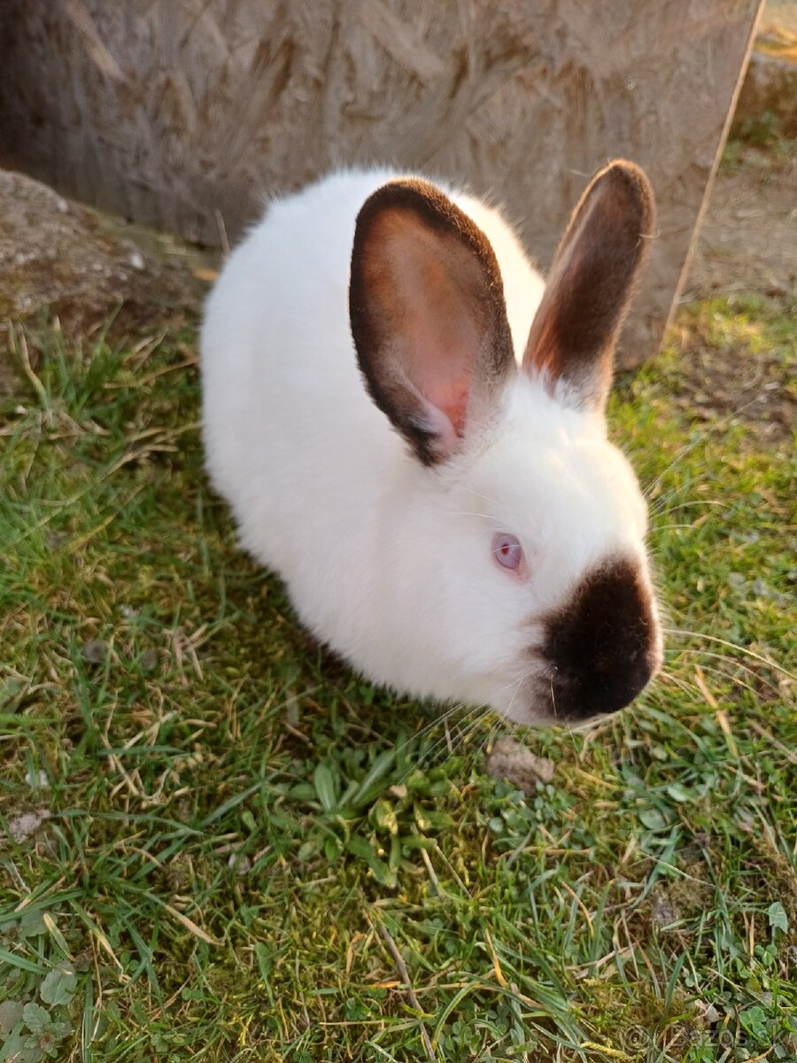 Kalifórnsky králik