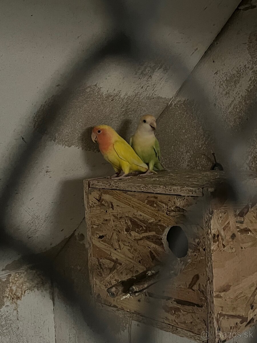 Agapornis