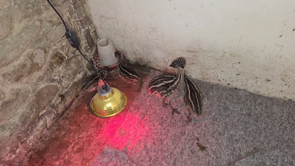 Pstros emu