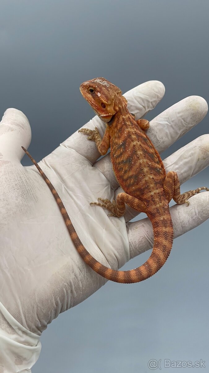 Agama bradata / pogona vitticeps
