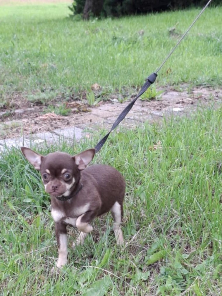 čivava krátkosrstá čoko tan fenka