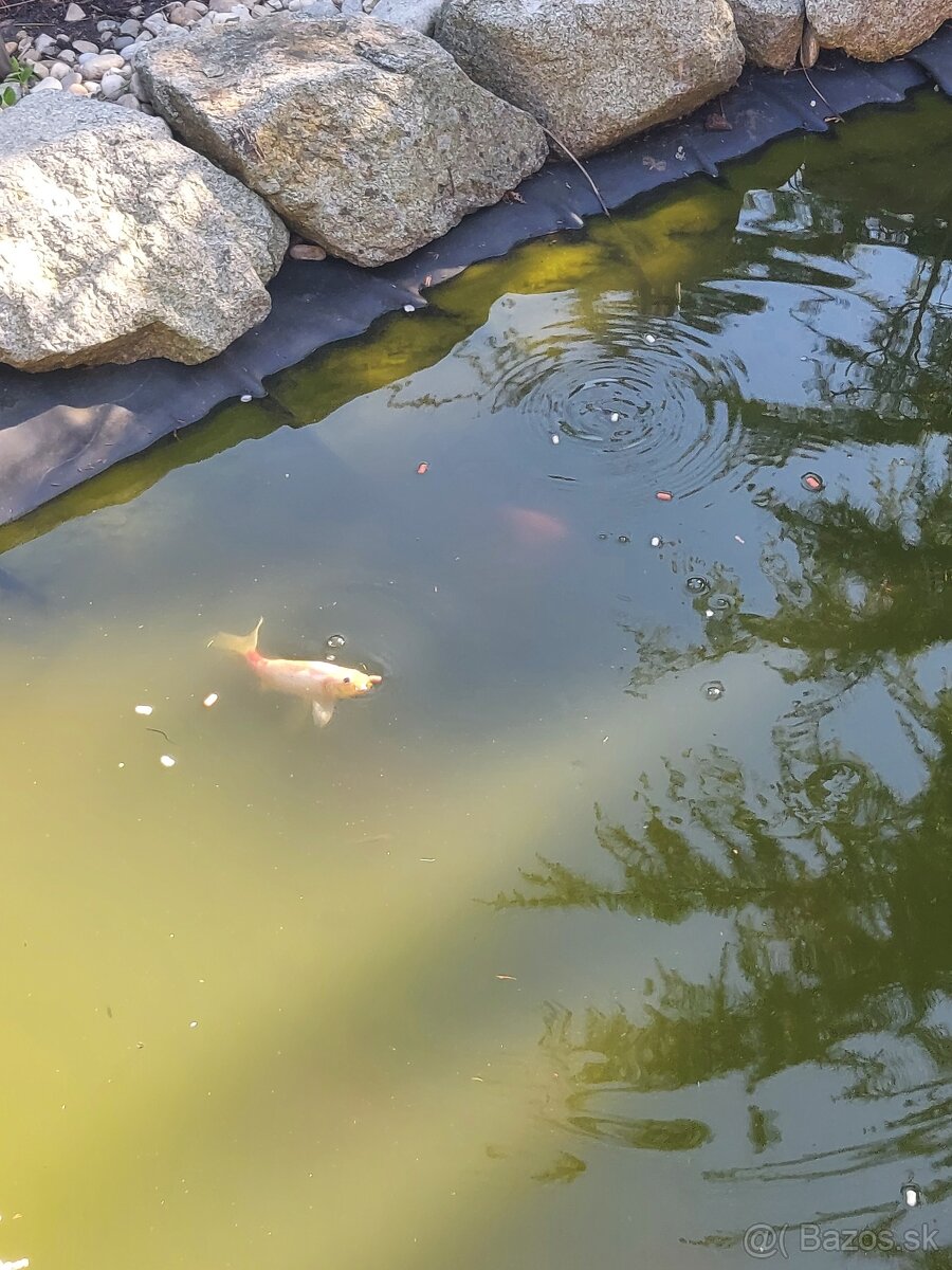 Predám Koi kapre do záhradného jazierka.