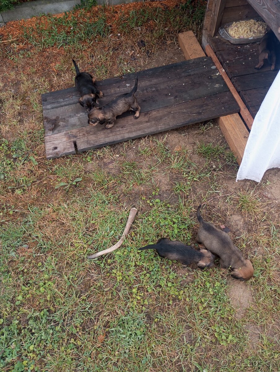 Šteniatka jazvečíka hrubosrsteho