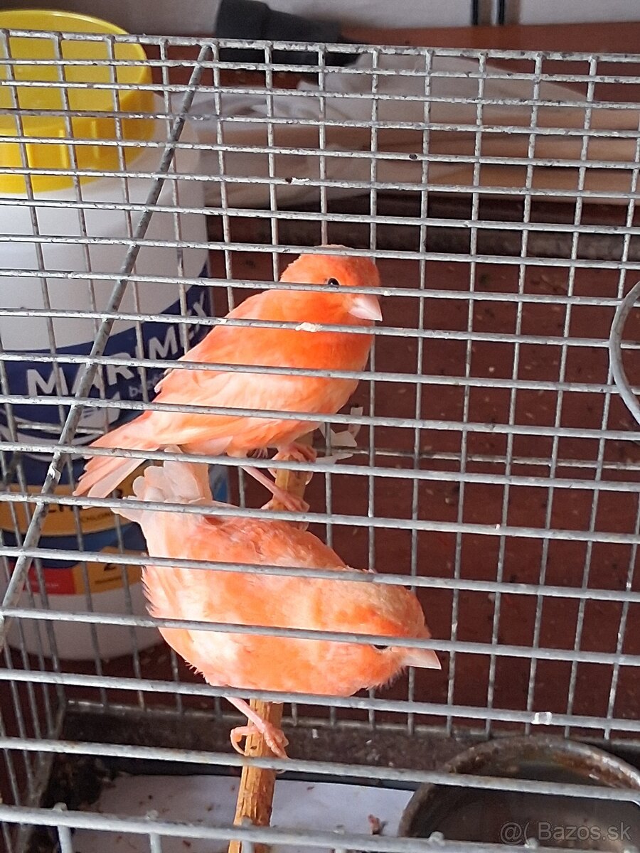 Kanariky
