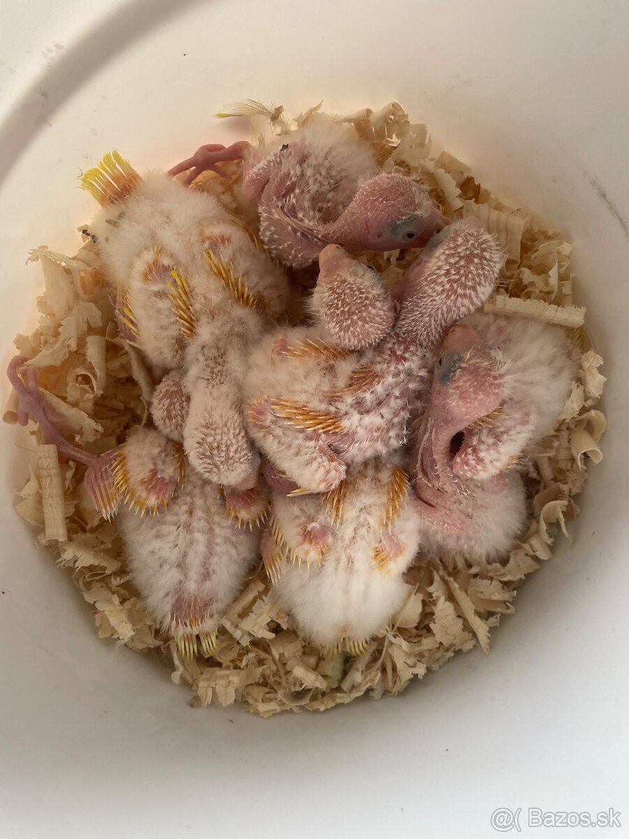 Kakarik
