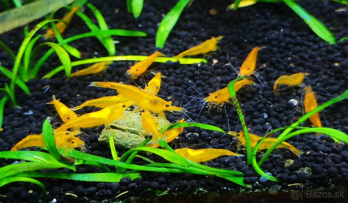 Neocaridina Orange Fire Skyfish