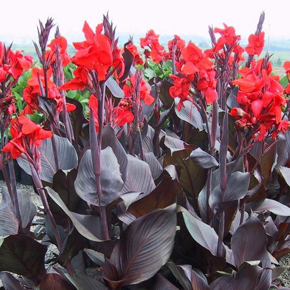 Canna indicka