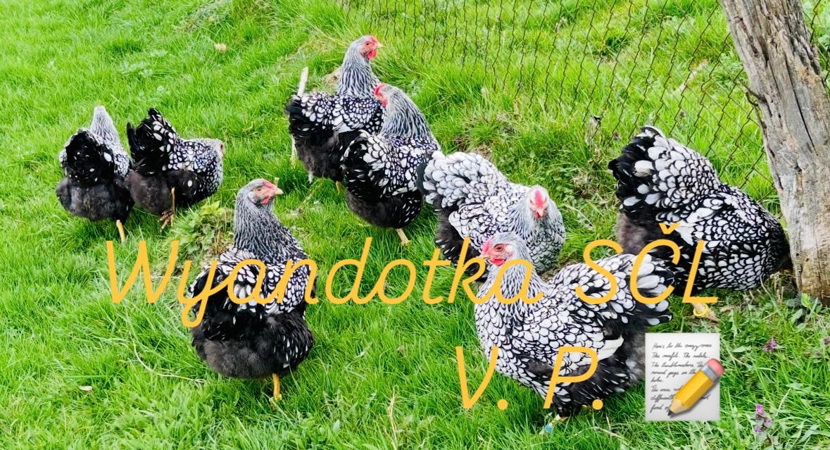 Wyandotka SČL - veľká forma