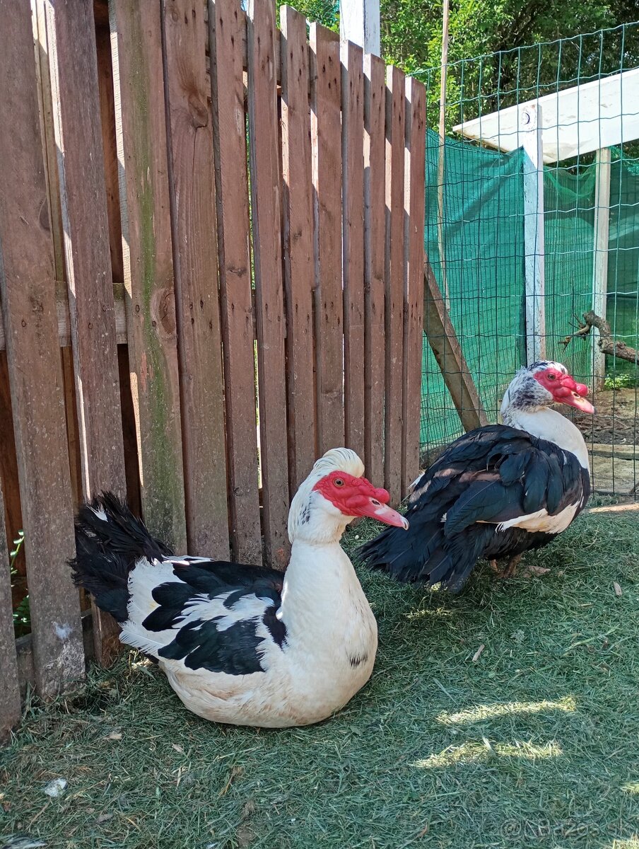 Káčer