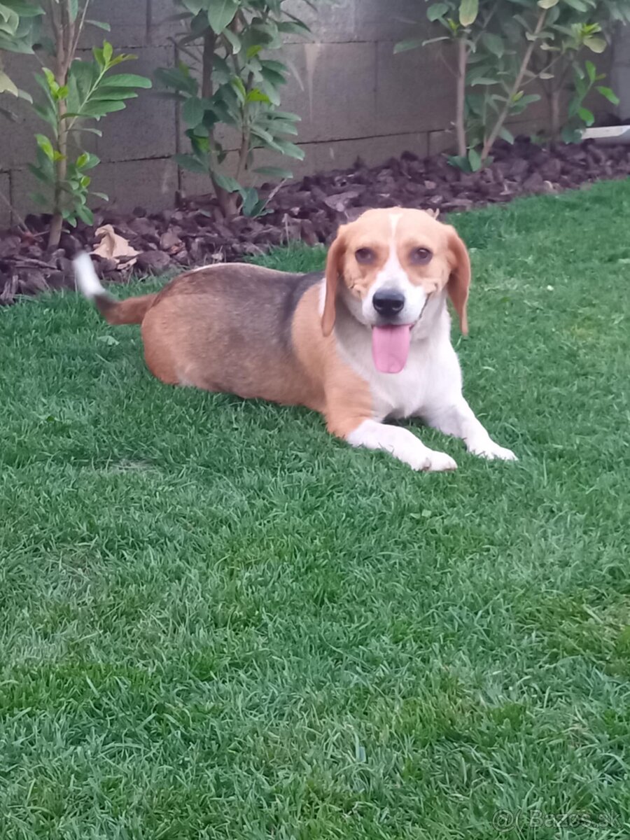 Beagle darujem - ajándékozom