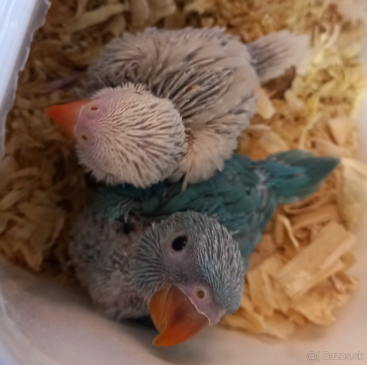 Alexander maly krotky