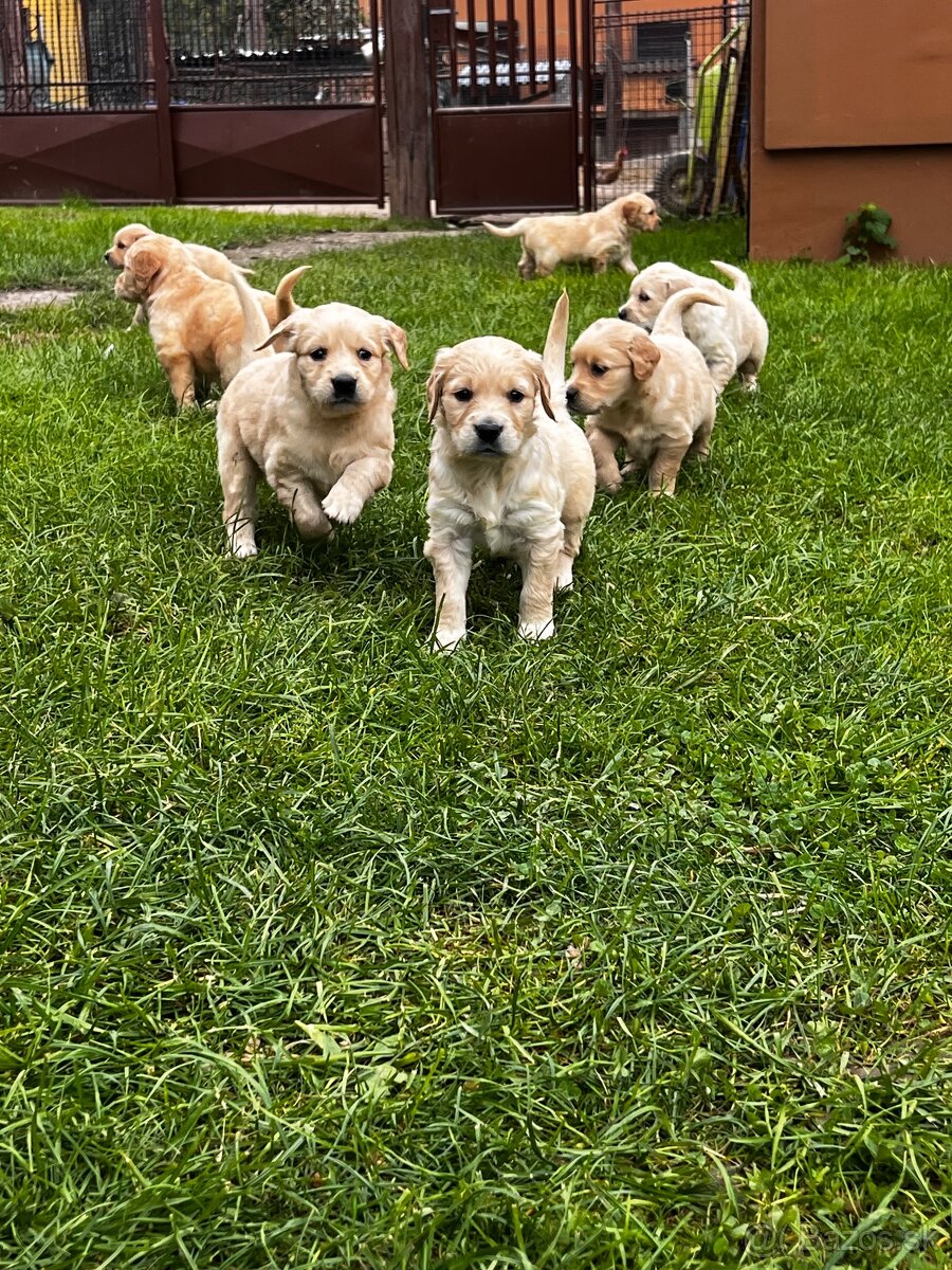 Zlaty retríver