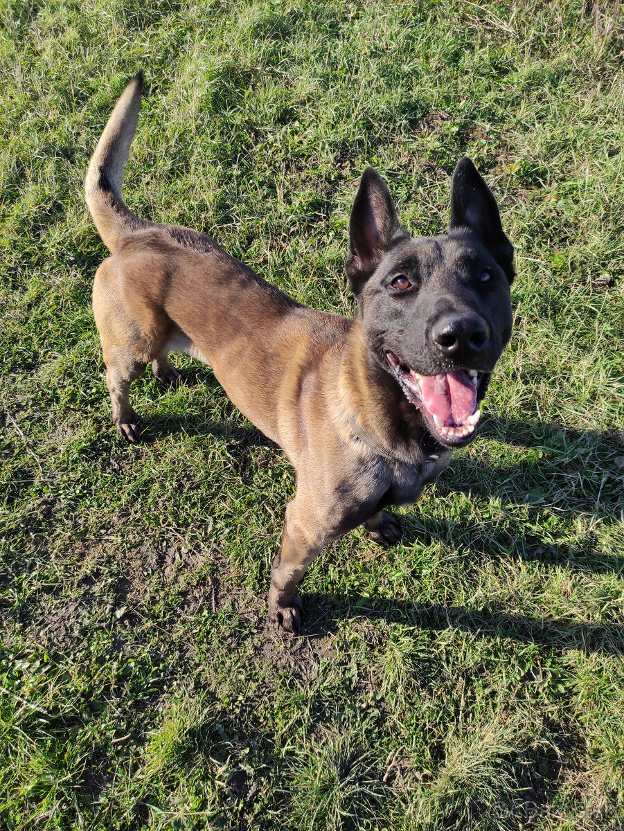 Belgický ovčiak - malinois s PP