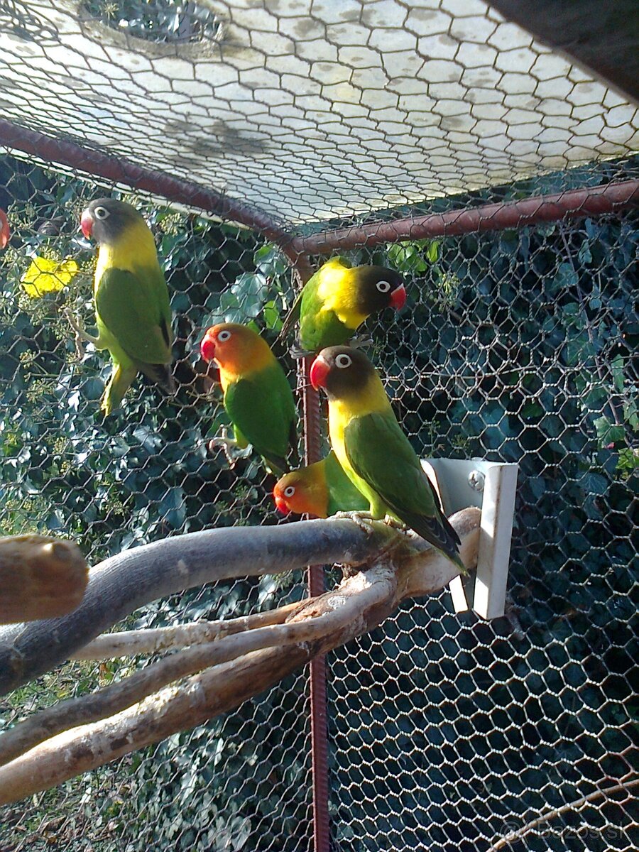 Agapornis škraboškovy