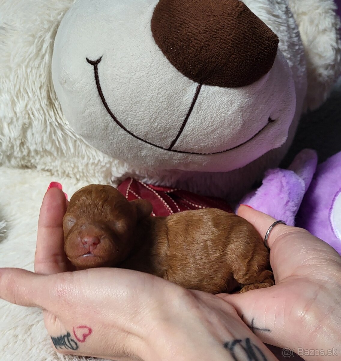 Pudlik pudel Mini toy Red