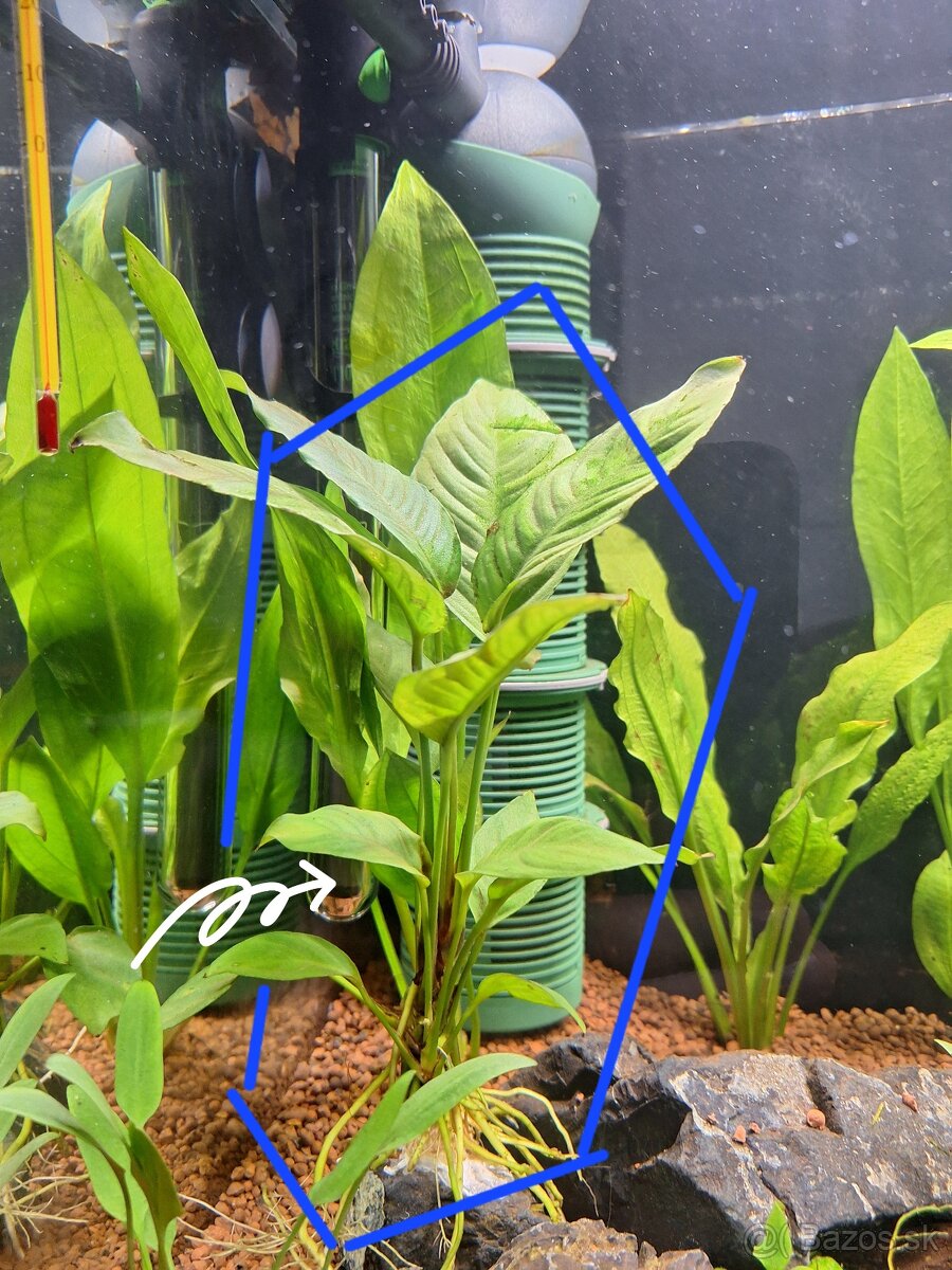 Darujem rastliny anubias (do akvária).